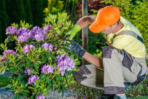 Crown reduction and pruning service for trees in Alperton