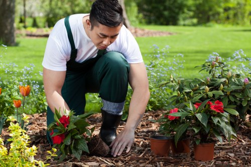 Hedge trimming and pruning for garden maintenance in Alperton