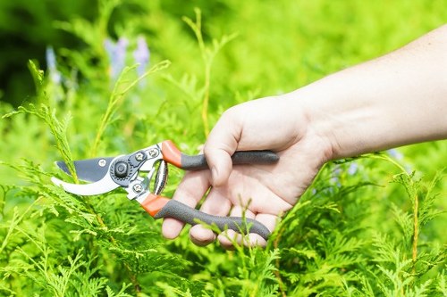 Professional garden maintenance and hedge trimming in Alperton