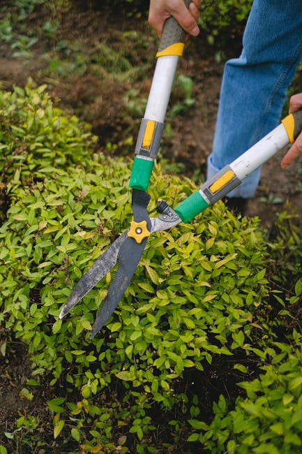A gardener's hand holding a pair of pruning shears with yellow and gray handles, actively trimming a dense, vibrant green hedge in a well-maintained garden. The background reveals a rich patch of dark