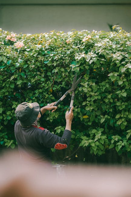 A gardener's hand holding a pair of pruning shears with yellow and gray handles, actively trimming a dense, vibrant green hedge in a well-maintained garden. The background reveals a rich patch of dark