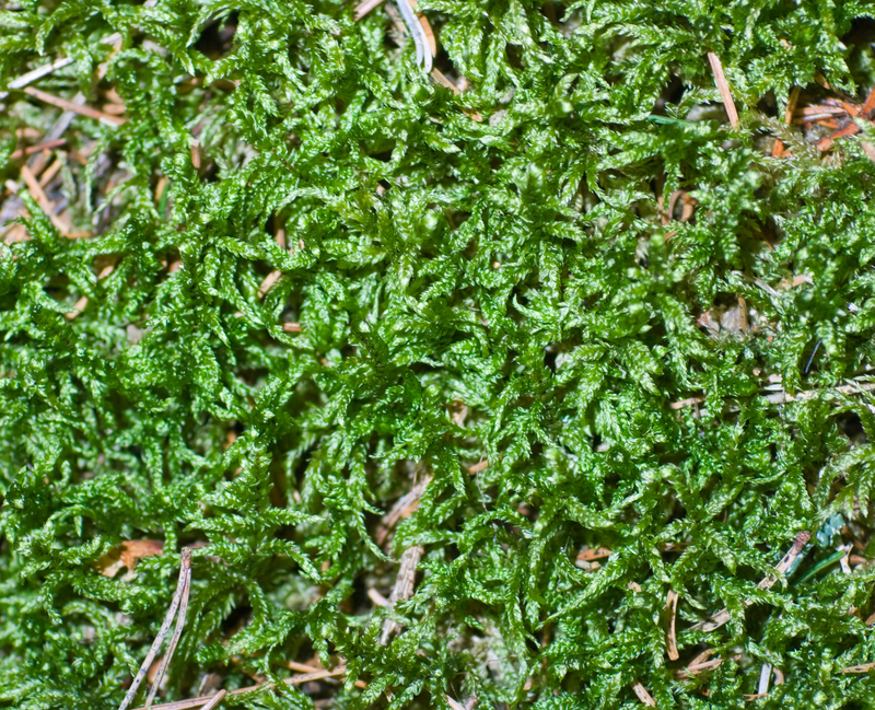lawn care garden design